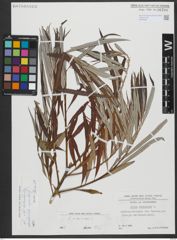Foto von Salix viminalis L.